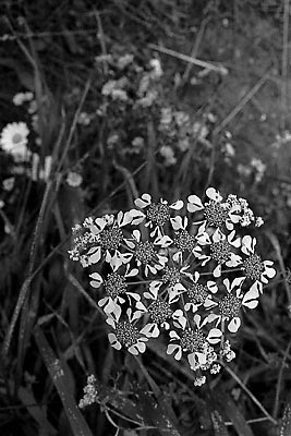(photograph)